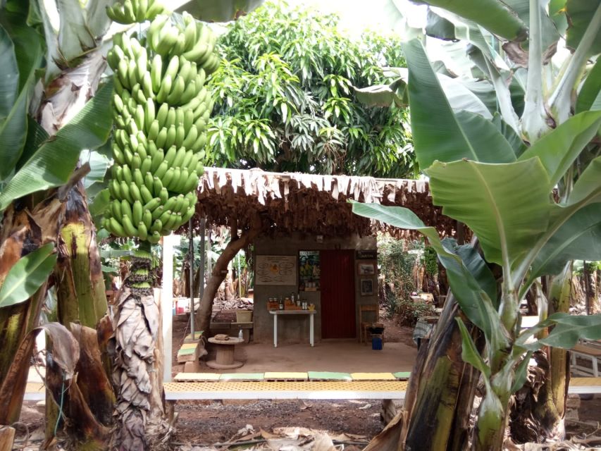 Tenerife: Finca Las Margaritas Banana Plantation Experience - Key points to know before you go