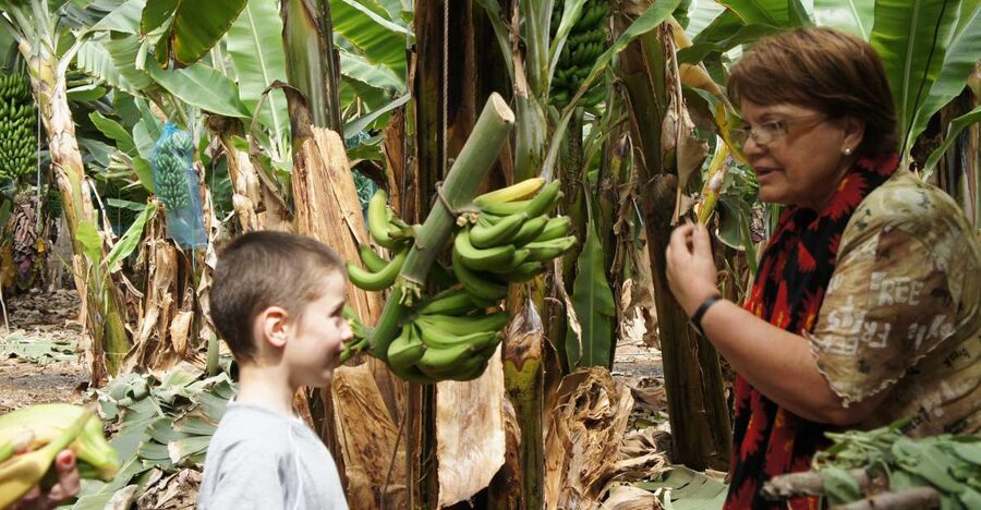 Tenerife: Finca Las Margaritas Banana Plantation Experience - Why Las Margaritas feels like a real farm visit, not a show