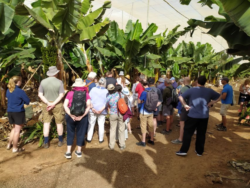 Tenerife: Finca Las Margaritas Banana Plantation Experience - Photos, shopping, and what to buy without overdoing it