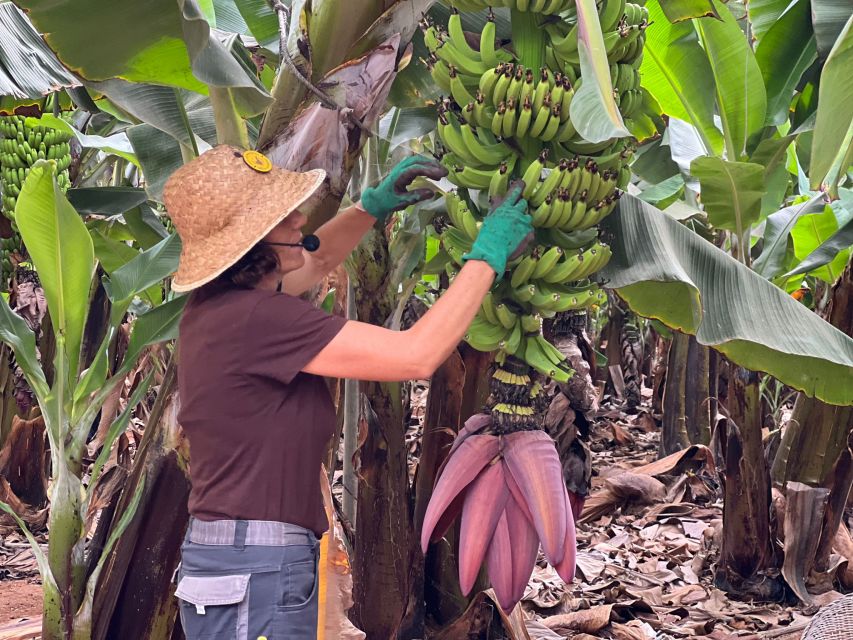 Tenerife: Finca Las Margaritas Banana Plantation Experience - Guided walk vs self-guided trail: choose the pace that fits you