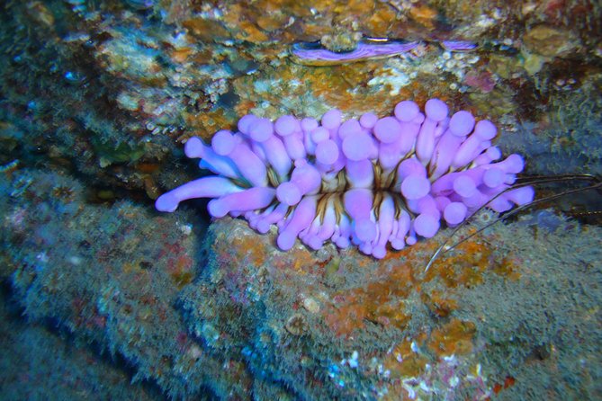 Tenerife First Time Scuba Dive – Turtle Habitat, Small Groups - Your first underwater session at 7 meters, 25-30 minutes