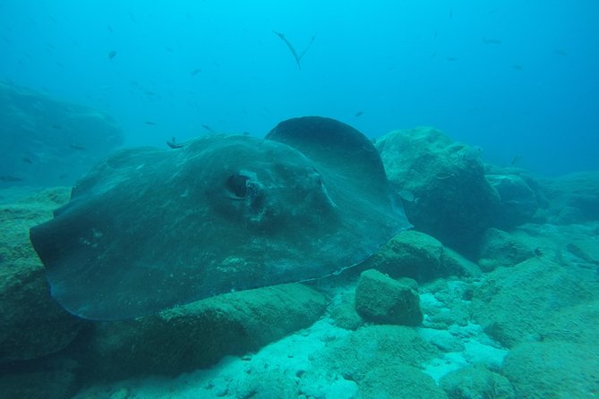 Tenerife First Time Scuba Dive – Turtle Habitat, Small Groups - Group size and coaching style: 2 to an instructor (or close)