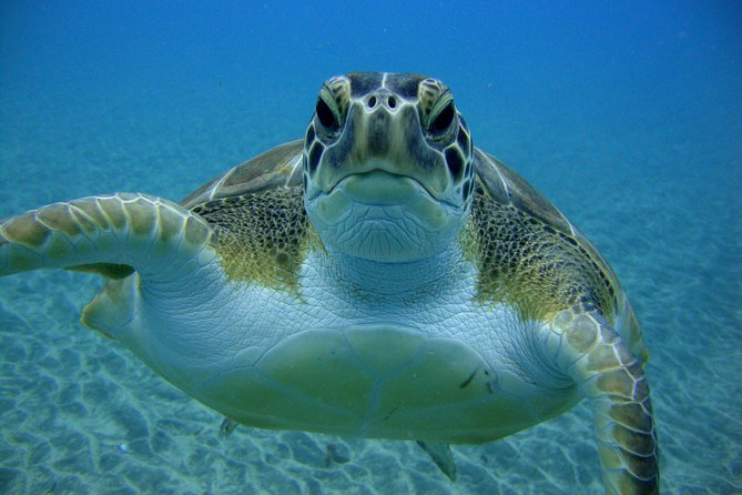 Tenerife First Time Scuba Dive – Turtle Habitat, Small Groups - What to do about photos, videos, and souvenirs