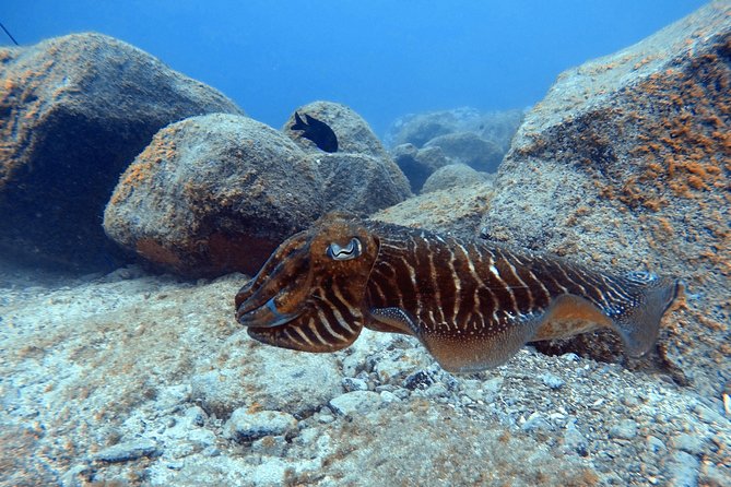 Tenerife First Time Scuba Dive – Turtle Habitat, Small Groups - Price and value of $90.70 for a first-timer day