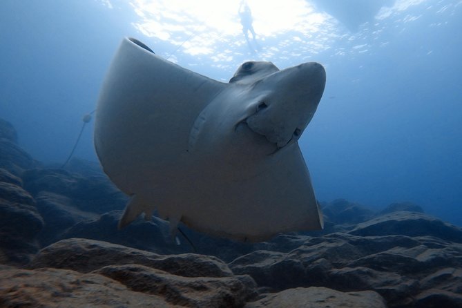 Tenerife First Time Scuba Dive – Turtle Habitat, Small Groups - Who should book this Puerto Colón first-timer option