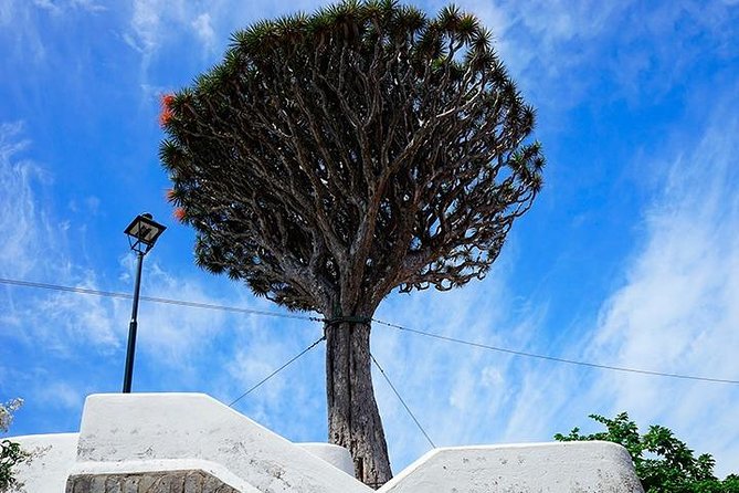 Tenerife Full Island Tour - A Full-Day Island Sweep: What the 8 Hours Really Feel Like