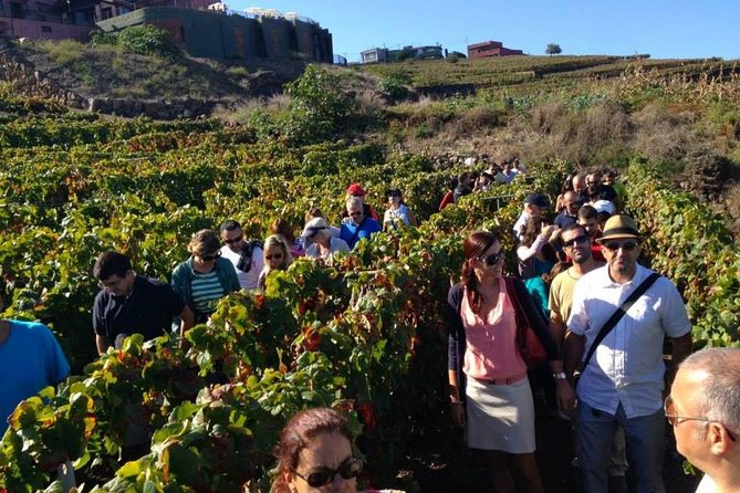 Tenerife Gastronomy Tour with Two Winery Visits and 4-Course Lunch - Why This Tenerife Gastronomy Day Feels Different From a Typical Tasting