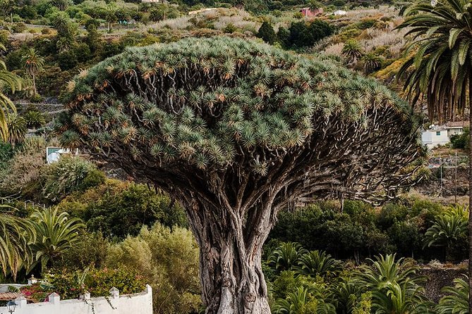 Tenerife Grand Tour: including Teide National Park and Masca - Garachico and El Caletón natural pools: lava coast with limited time