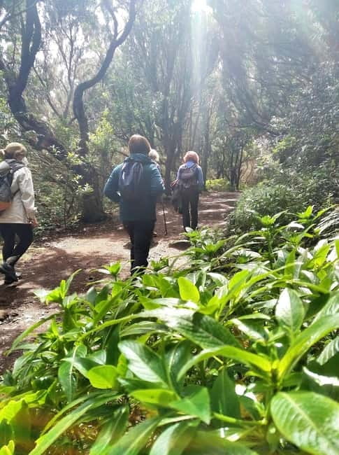 Tenerife: Guided tour guide in the Anaga Rural Park - Key Points You’ll Care About