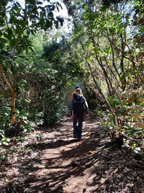 Tenerife: Guided tour guide in the Anaga Rural Park - Why Anaga’s Laurel Forest Feels Like a Green Time Capsule