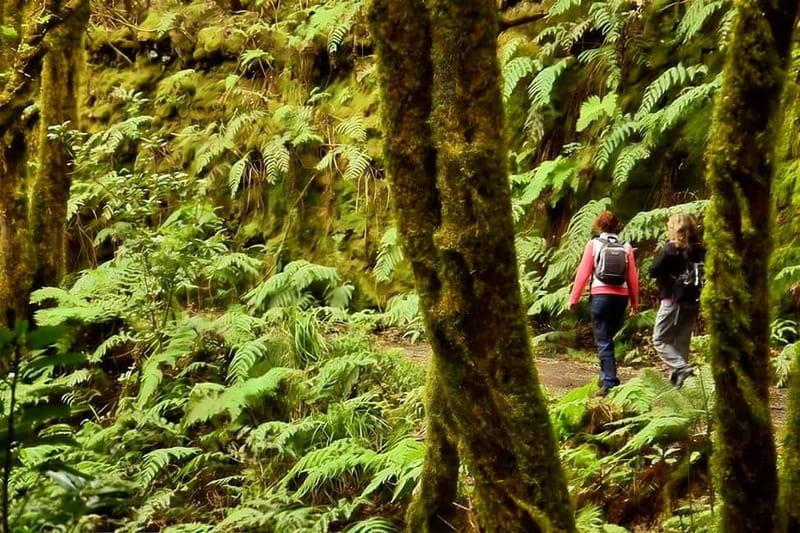 Tenerife: Guided tour guide in the Anaga Rural Park - Bosque de los Enigmas Trail: What You’ll Learn While You Walk