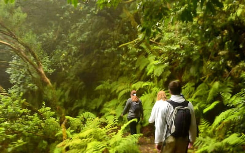 Tenerife: Guided tour guide in the Anaga Rural Park - Meeting at Cruz del Carmen and How the 3-Hour Walk Works