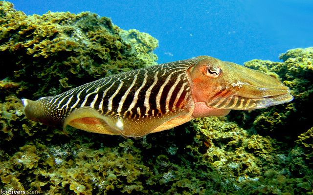 Tenerife: Half-Day Snorkeling Tour - Small-group vibe, language support, and why guides matter