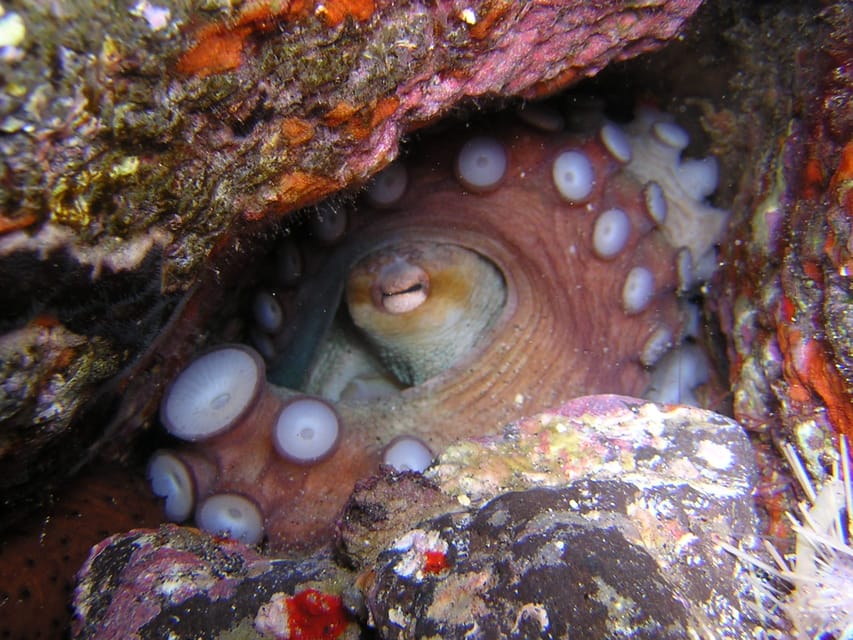 Tenerife: Half-Day Snorkeling Tour - Second snorkeling session and solo snorkeling, using the gear like you mean it