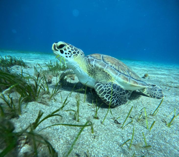 Tenerife: Half-Day Snorkeling Tour - Price and time, what you really get for $69