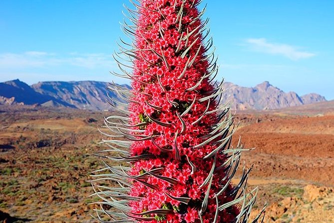 Tenerife Highlights Full-Day Tour - Teide National Park Stop: What You Get in 30 Minutes (No Cable Car)
