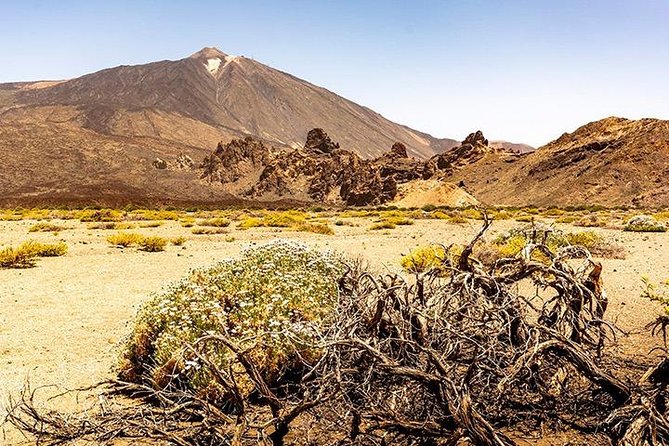 Tenerife Highlights Full-Day Tour - Icod de los Vinos and Parque del Drago: The Dragon Tree Moment