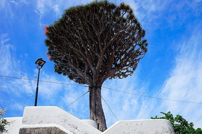 Tenerife Highlights Full-Day Tour - Coach Comfort and What to Pack for Teide Cold and Mountain Wind
