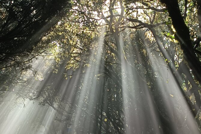 Tenerife: Hiking Tour in Anaga Mountains and Enchanted Forest - Where you’ll feel it: distance, elevation, and the final climb