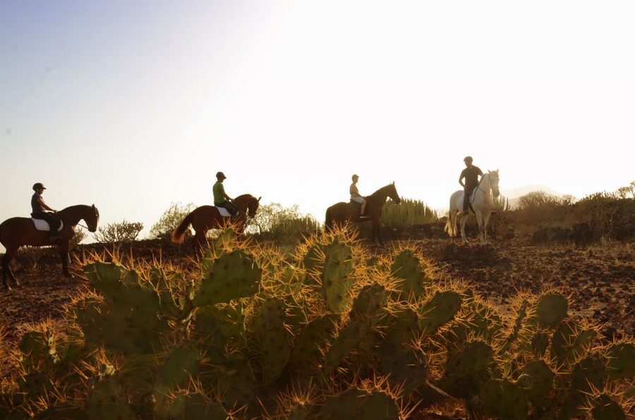 Tenerife: Horseback Ride with Instructor - What the Instructor Really Does (And Why It Matters for Beginners)