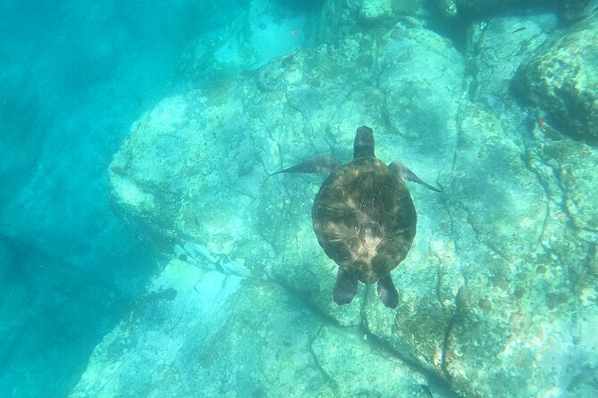Tenerife: Kayak and snorkel with marine life safari - Paddling from the cliffs toward Cave of Pal Mar
