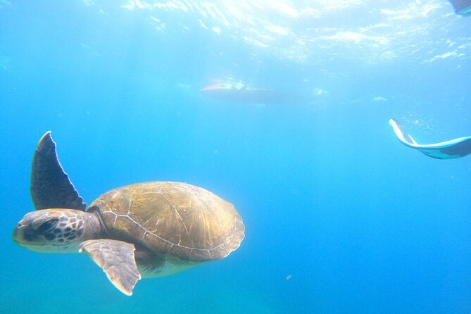 Tenerife: Kayak and snorkel with marine life safari - Food, drinks, and the small details that matter on the water