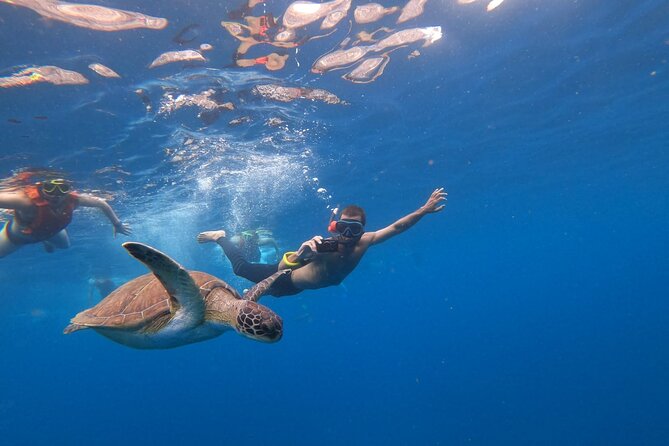 Tenerife: Kayak and snorkel with marine life safari - Fitness, weight limits, and kid logistics (read this before you go)