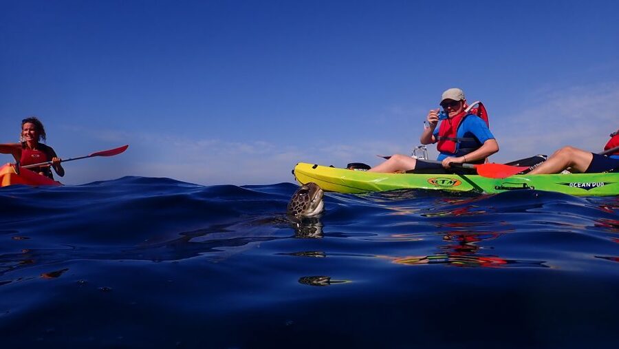 Tenerife: Kayak and Snorkel with Turtles, Wetsuits Included - Price and Value: Is $35 Worth It for 3 Hours?