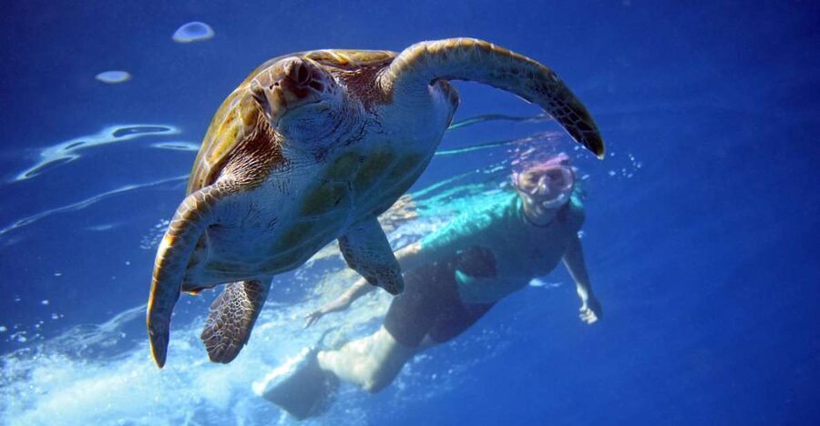 Tenerife: Kayak and Snorkel with Turtles, Wetsuits Included - Getting Oriented at Xplore Tenerife, Cristianmar Office