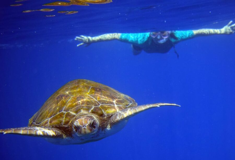 Tenerife: Kayak and Snorkel with Turtles, Wetsuits Included - Cueva de los Enamorados Stop: Short Stretch, Great Scenery Momentum