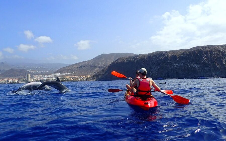 Tenerife: Kayak and Snorkel with Turtles, Wetsuits Included - Turtles and Dolphins: How to Think About the Odds