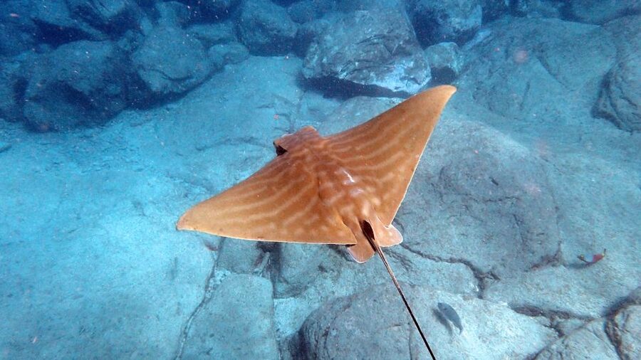 Tenerife: Kayak and Snorkel with Turtles, Wetsuits Included - Gear, Wetsuits, and What You Need to Pack