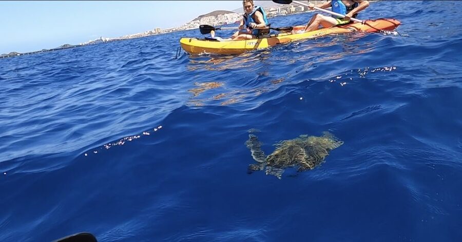 Tenerife: Kayak Safari and Sea Turtle Snorkeling with Photos - Key highlights you will actually care about