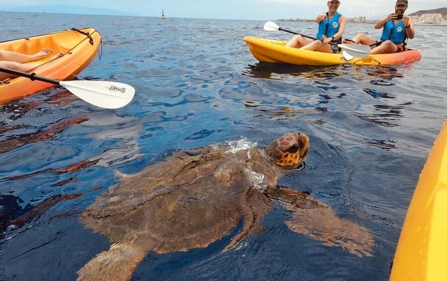 Tenerife: Kayak Safari and Sea Turtle Snorkeling with Photos - Tenerife Kayak Safari with Sea Turtle Snorkeling: what makes it worth your time