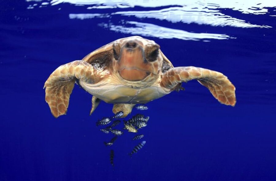Tenerife: Kayak Safari and Sea Turtle Snorkeling with Photos - Viewpoint swim and snorkeling: the “sea-only” stop