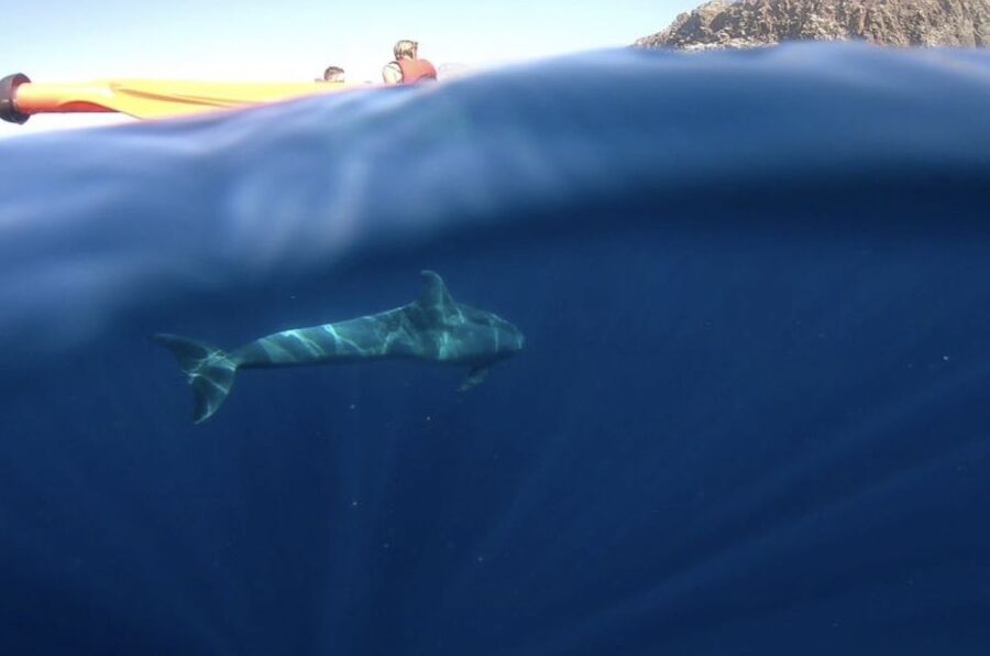 Tenerife: Kayak Safari and Sea Turtle Snorkeling with Photos - Price and value: why this is around $29 and not $129