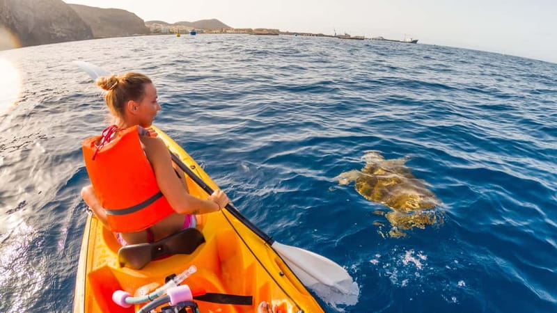 Tenerife: Kayak & Snorkeling Tour - Small Groups - Dolphin watching and marine life time that feels relaxed, not rushed