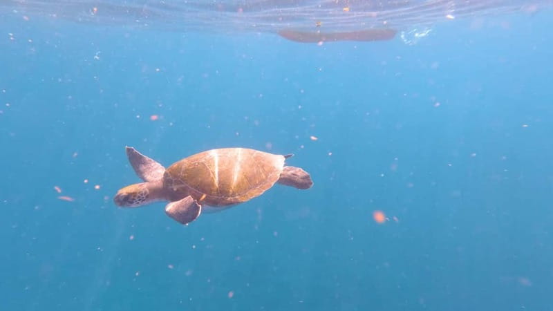 Tenerife: Kayak & Snorkeling Tour - Small Groups - Packing tips that make snorkeling and kayaking feel easier