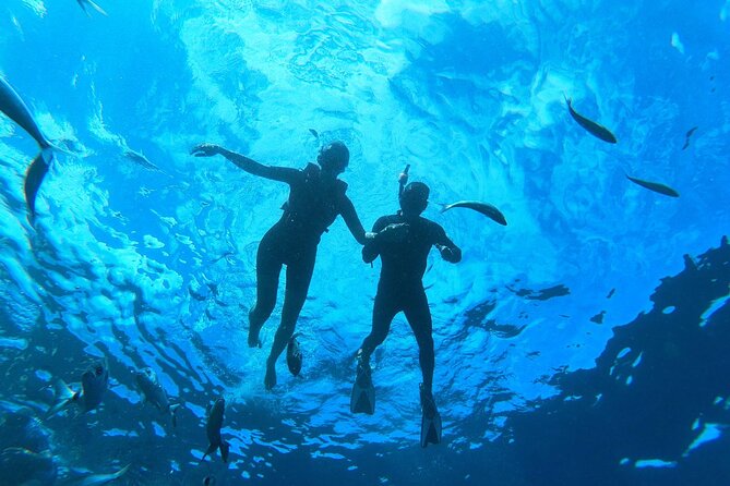 Tenerife Kayak Tour with Marine Wildlife Spotting and Snorkeling - What’s Included, and Why It’s Good Value at About $42