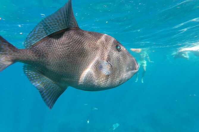 Tenerife Kayak Tour with Marine Wildlife Spotting and Snorkeling - The Guide Experience: Marco, Ares, and Group Energy