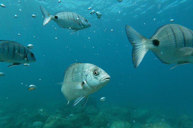 Tenerife Kayak Tour with Marine Wildlife Spotting and Snorkeling - Photos and Videos: Included Shoot, Not Included Purchase
