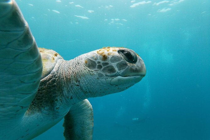 Tenerife Kayak Tour with Marine Wildlife Spotting and Snorkeling - Who This Tour Suits Best (And Who Might Want to Skip)