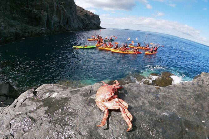 Tenerife Kayak Tour with Marine Wildlife Spotting and Snorkeling - Pickup, Start Time, and How the Day Will Feel