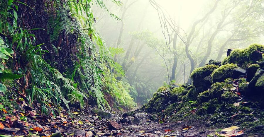 Tenerife: La Laguna & Anaga hike - A full Tenerife day built around two very different scenes