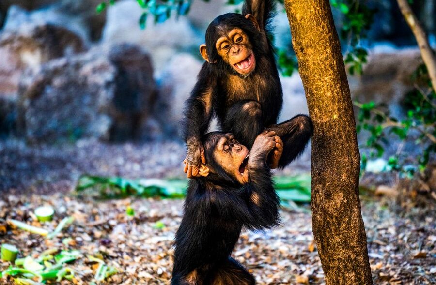 Tenerife: Loro Parque Entry Ticket - My Timing Advice: Build a Day That Feels Relaxed