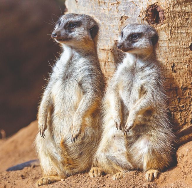 Tenerife: Loro Parque Entry Ticket - Why the Thai Architecture and Tropical Grounds Feel Like More Than a Backdrop