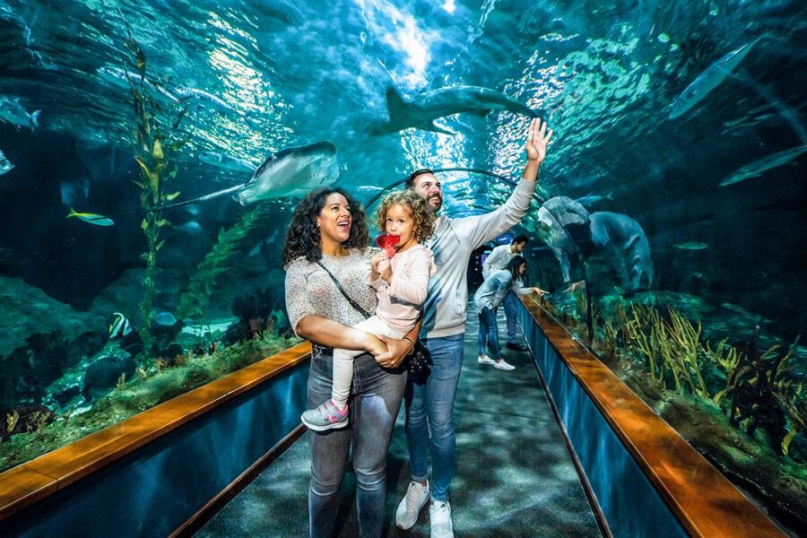 Tenerife: Loro Parque Entry Ticket - Food and Breaks: From Brunelli’s to Buffet Stops