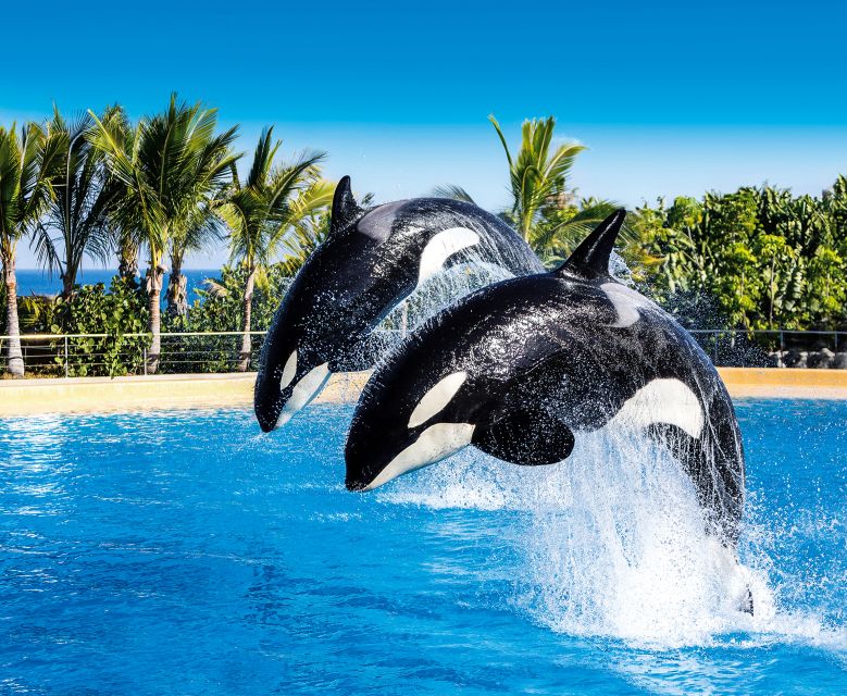 Tenerife: Loro Parque Entry Ticket - Price and Value Check: Is $52 a Fair Deal?