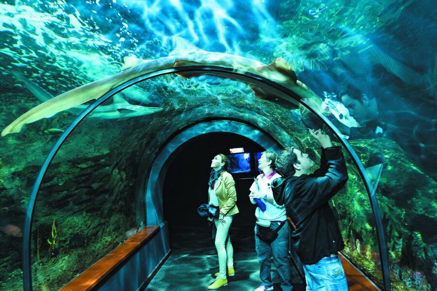 Tenerife: Loro Parque & Siam Park Entry Ticket with Transfer - Should You Book This Tenerife Twin Ticket With Transfer?