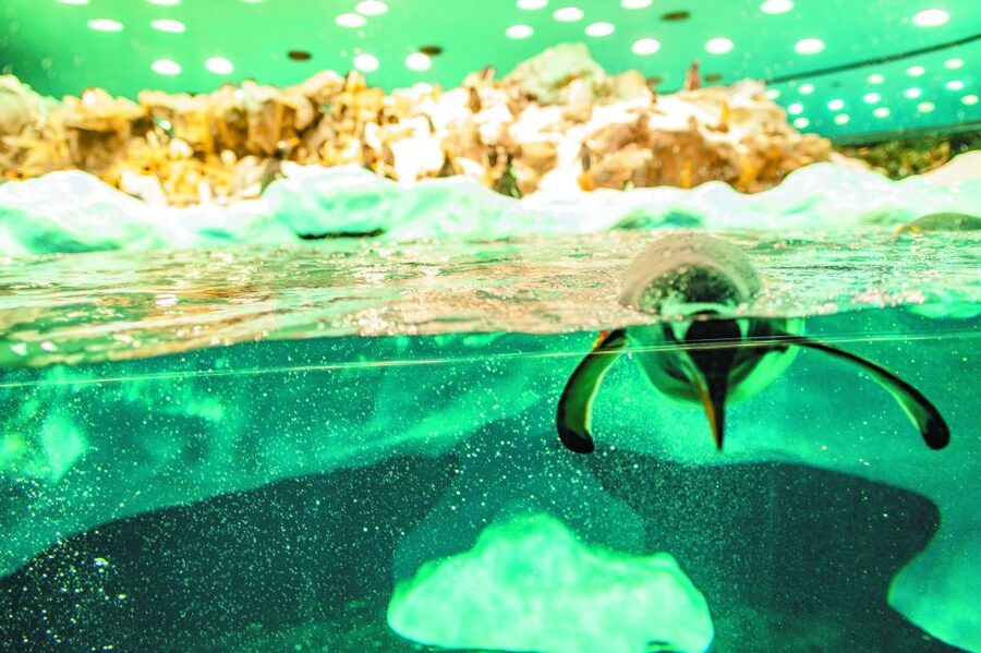 Tenerife: Loro Parque & Siam Park Entry Ticket with Transfer - A Twin-Ticket Plan That Lets You Hit Siam Park and Loro Parque